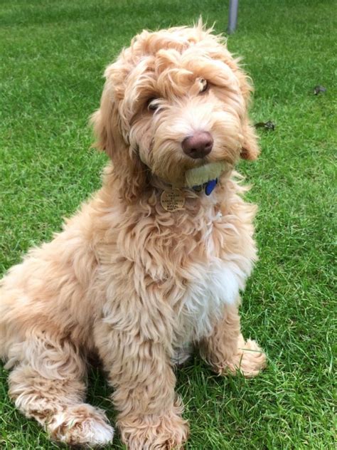 cockapoo adult.